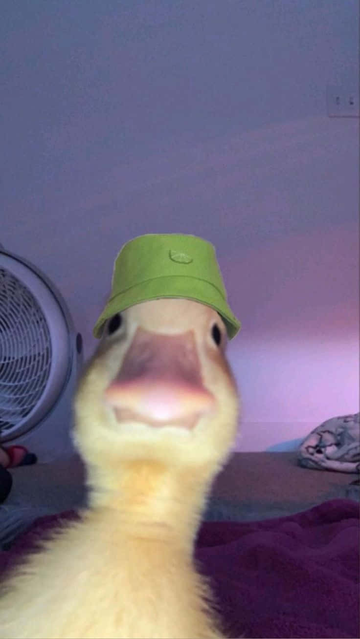 profile pic